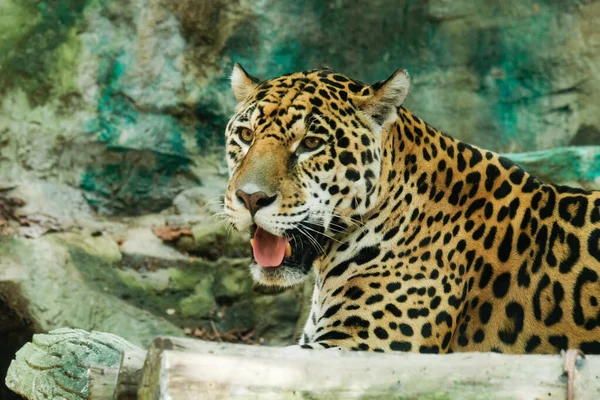 Jaguar Est Tigre Puissant Très Bon Pour Attraper Des Proies — Photo