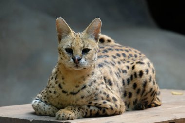 Hizmetçiler orta büyüklükteki siyah lekeli paltolu, uzun boyunlu ve uzun bacaklı vahşi kedilerdir. Bu sayede savananın otlarını görebilirler. Ayrıca büyük kulakları ve keskin bir işitme duyuları vardır..