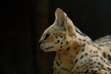 Hizmetçiler orta büyüklükteki siyah lekeli paltolu, uzun boyunlu ve uzun bacaklı vahşi kedilerdir. Bu sayede savananın otlarını görebilirler. Ayrıca büyük kulakları ve keskin bir işitme duyuları vardır..