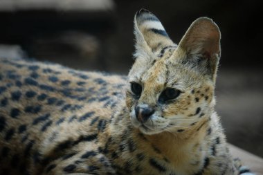 Hizmetçiler orta büyüklükteki siyah lekeli paltolu, uzun boyunlu ve uzun bacaklı vahşi kedilerdir. Bu sayede savananın otlarını görebilirler. Ayrıca büyük kulakları ve keskin bir işitme duyuları vardır..