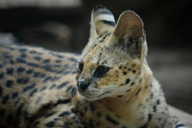 Hizmetçiler orta büyüklükteki siyah lekeli paltolu, uzun boyunlu ve uzun bacaklı vahşi kedilerdir. Bu sayede savananın otlarını görebilirler. Ayrıca büyük kulakları ve keskin bir işitme duyuları vardır..