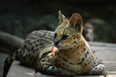 Hizmetçiler orta büyüklükteki siyah lekeli paltolu, uzun boyunlu ve uzun bacaklı vahşi kedilerdir. Bu sayede savananın otlarını görebilirler. Ayrıca büyük kulakları ve keskin bir işitme duyuları vardır..