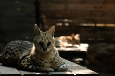 Hizmetçiler orta büyüklükteki siyah lekeli paltolu, uzun boyunlu ve uzun bacaklı vahşi kedilerdir. Bu sayede savananın otlarını görebilirler. Ayrıca büyük kulakları ve keskin bir işitme duyuları vardır..