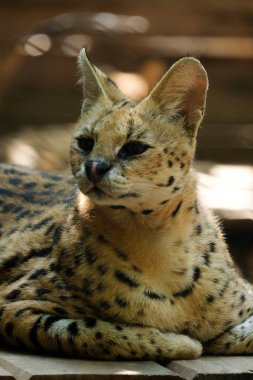 Hizmetçiler orta büyüklükteki siyah lekeli paltolu, uzun boyunlu ve uzun bacaklı vahşi kedilerdir. Bu sayede savananın otlarını görebilirler. Ayrıca büyük kulakları ve keskin bir işitme duyuları vardır..