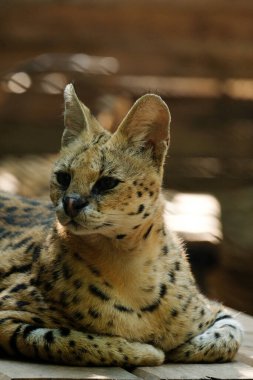 Hizmetçiler orta büyüklükteki siyah lekeli paltolu, uzun boyunlu ve uzun bacaklı vahşi kedilerdir. Bu sayede savananın otlarını görebilirler. Ayrıca büyük kulakları ve keskin bir işitme duyuları vardır..