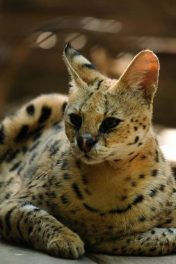 Hizmetçiler orta büyüklükteki siyah lekeli paltolu, uzun boyunlu ve uzun bacaklı vahşi kedilerdir. Bu sayede savananın otlarını görebilirler. Ayrıca büyük kulakları ve keskin bir işitme duyuları vardır..