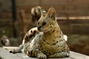Hizmetçiler orta büyüklükteki siyah lekeli paltolu, uzun boyunlu ve uzun bacaklı vahşi kedilerdir. Bu sayede savananın otlarını görebilirler. Ayrıca büyük kulakları ve keskin bir işitme duyuları vardır..