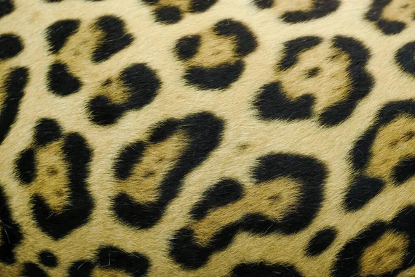 Real Live Jaguar Fur Texture — Stock Photo, Image