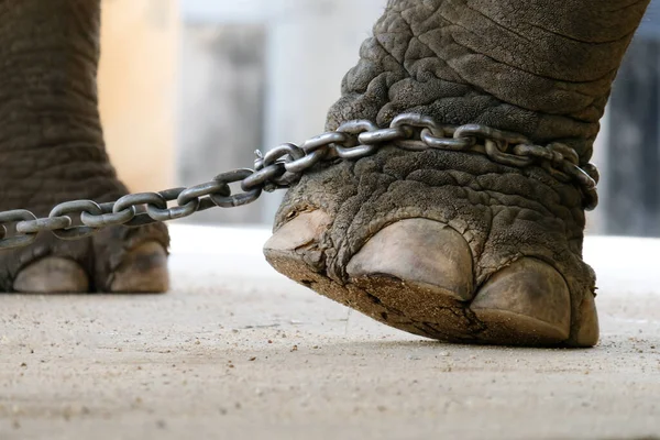 Elefante Era Incatenato Alla Caviglia Elefante Bondage — Foto Stock