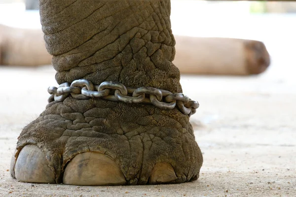 大象被拴在脚踝上 大象的束缚 — 图库照片