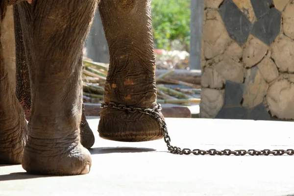 Elefante Era Incatenato Alla Caviglia Elefante Bondage — Foto Stock