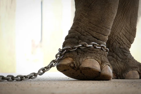 Elefante Era Incatenato Alla Caviglia Elefante Bondage — Foto Stock