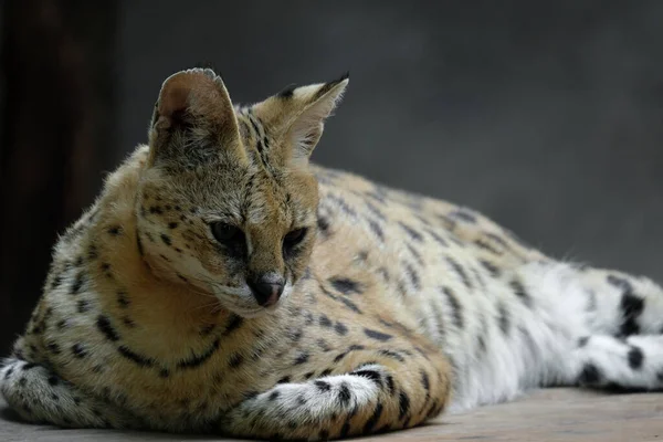 Servals Medium Sized Wild Cats Tawny Black Spotted Coats Long — Stock Photo, Image