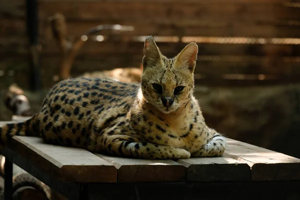 Servals Zijn Middelgrote Wilde Katten Met Tawny Zwart Gevlekte Jassen — Stockfoto