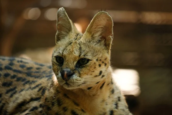 Servals Medium Sized Wild Cats Tawny Black Spotted Coats Long — Stock Photo, Image