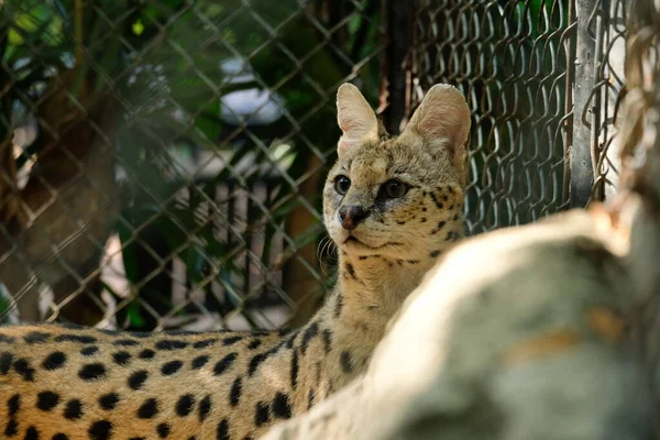 Servals Medium Sized Wild Cats Tawny Black Spotted Coats Long — Stock Photo, Image