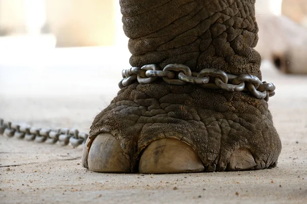 大象被拴在脚踝上 大象的束缚 图库图片