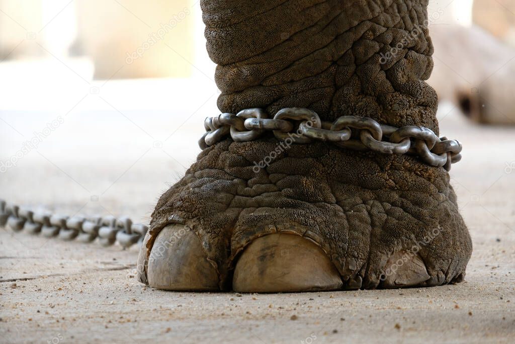 The elephant was chained to the ankle. Elephant bondage.