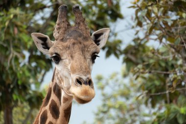 Kapalı kapılar ardında genç bir kadın var..