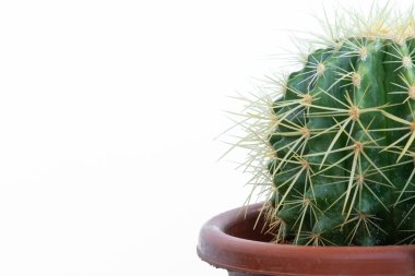 Echinocactus Grusonii arka planda izole edilmiş.
