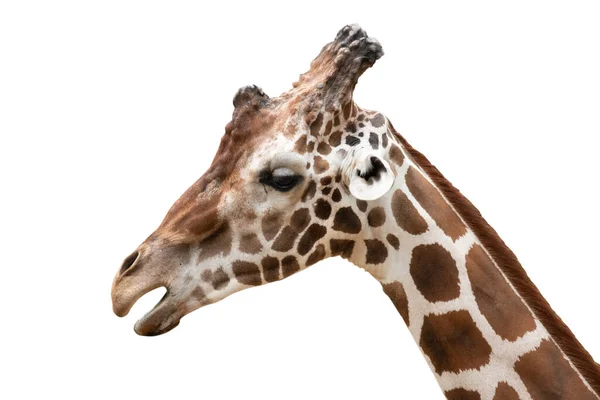 Close Foto Van Giraffe Gezicht Geïsoleerd Witte Achtergrond — Stockfoto