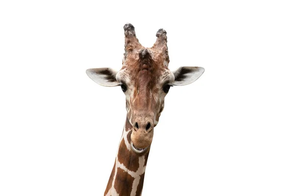 Detail Fotografie Žirafy Tvář Izolované Bílém Pozadí — Stock fotografie