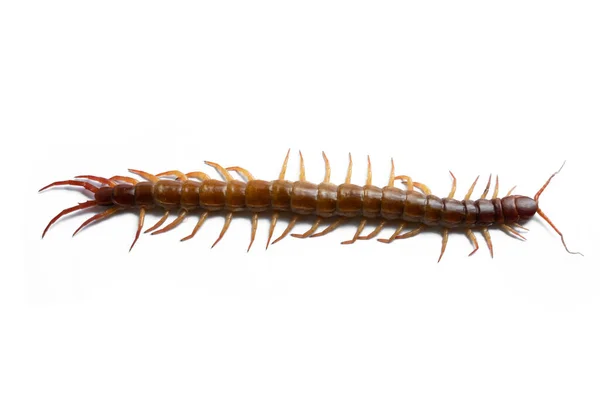 Centipede Isolated White Background — Stock Photo, Image