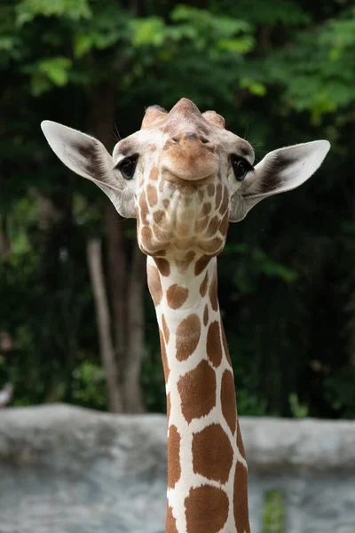 Photo Gros Plan Visage Girafe — Photo