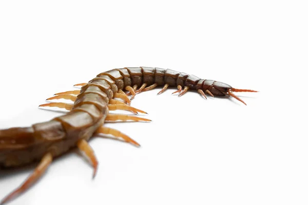 Centipede Isolated White Background — Stock Photo, Image