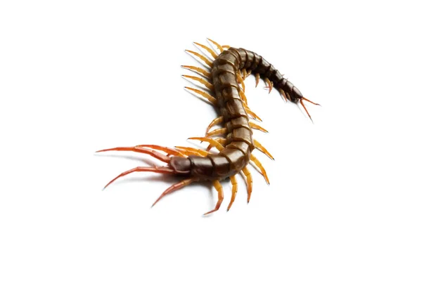 Centipede Isolated White Background — Stock Photo, Image