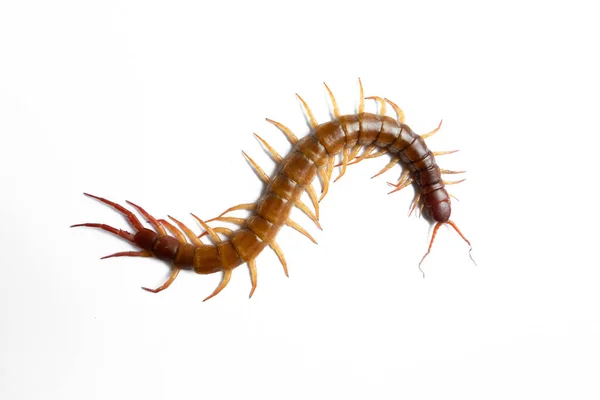 Centipede Isolerad Vit Bakgrund — Stockfoto