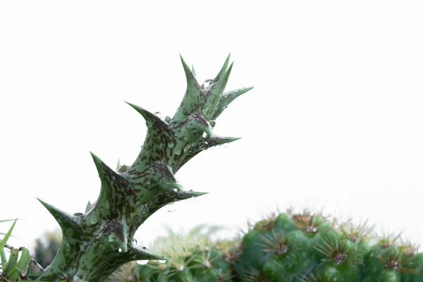 Huernia Blooming Aislado Sobre Fondo Blanqueado —  Fotos de Stock