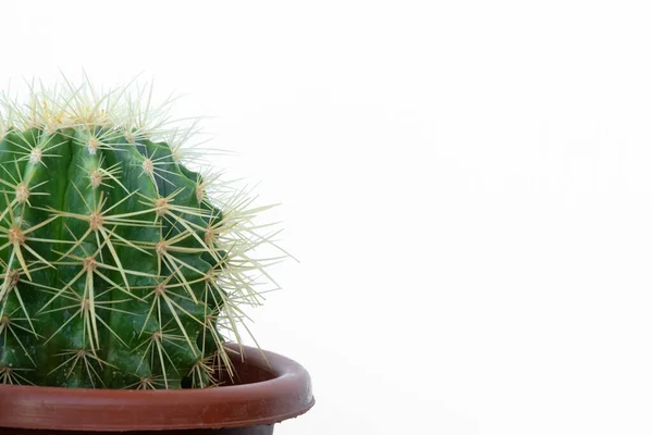 Echinocactus Grusonii Isolado Sobre Fundo Branco — Fotografia de Stock