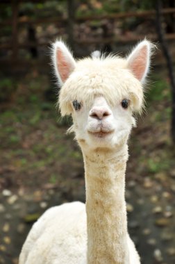 alpaka