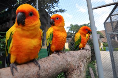 Güneş conure