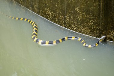şeritli krait