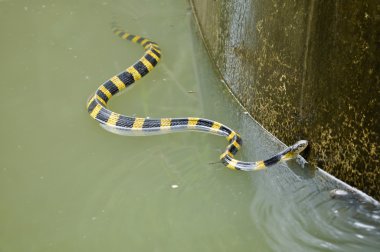 şeritli krait