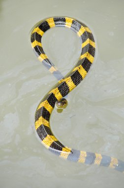 şeritli krait