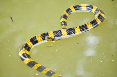 şeritli krait