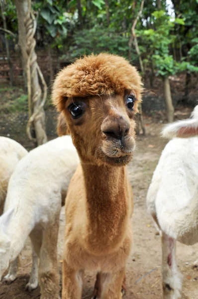 Alpaca — Stockfoto