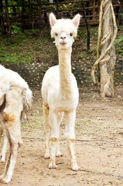 Alpaca — Stockfoto