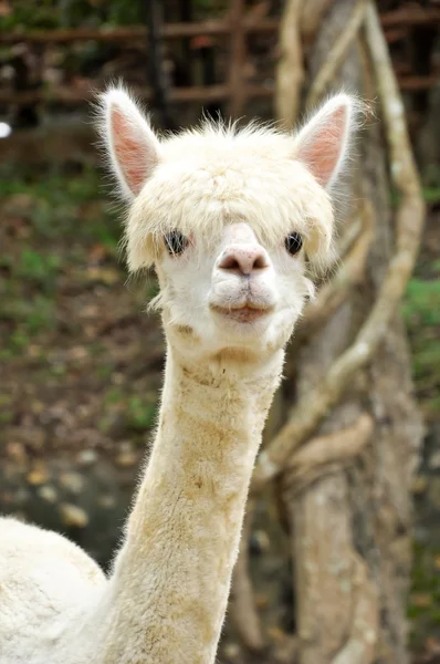 Alpaca — Fotografia de Stock