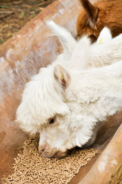 Alpaca — Stock Photo, Image