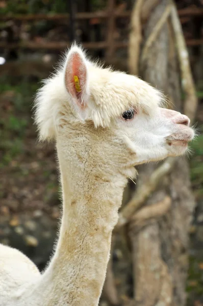 Alpaca — Stockfoto