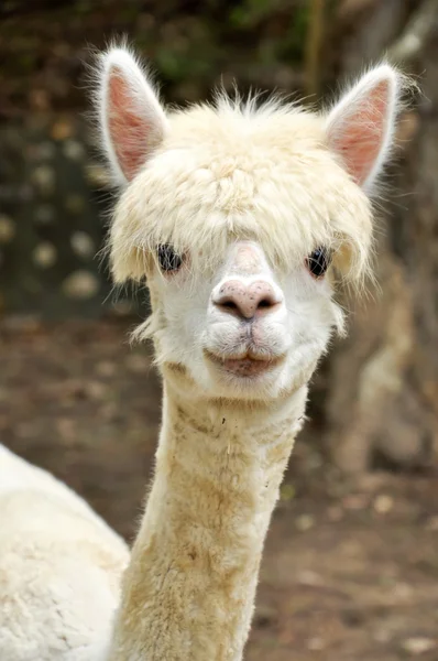 Alpaca — Fotografia de Stock