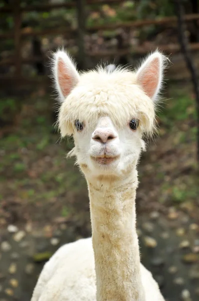 Alpaca — Stock Photo, Image