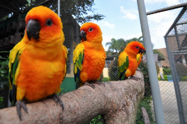 Sole conure — Foto Stock