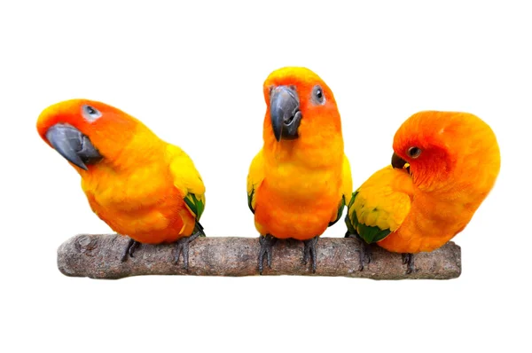 Sun Conure — Stock Photo, Image