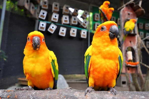 Sole conure — Foto Stock