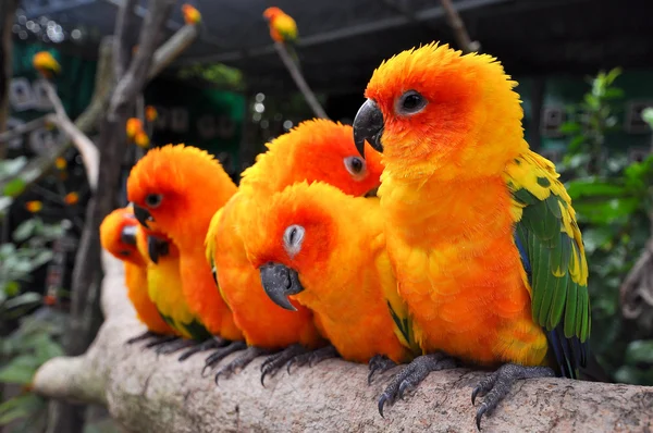 Słońce conure — Zdjęcie stockowe